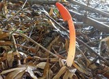 Phallus rubicundus image