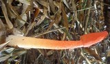 Phallus rubicundus image