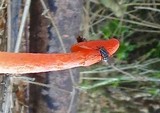 Phallus rubicundus image
