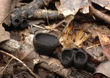 Plectania milleri image