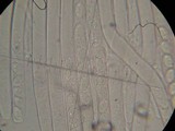 Peziza repanda image