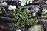 Hyperphyscia syncolla image