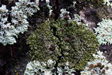 Hyperphyscia syncolla image