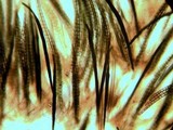Trichoglossum hirsutum image