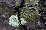 Hyperphyscia syncolla image
