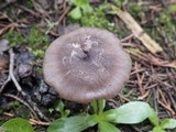 Entoloma globuliferum image