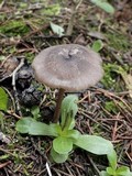Entoloma globuliferum image