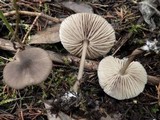 Entoloma globuliferum image