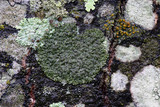 Hyperphyscia syncolla image