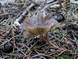 Entoloma sodale image