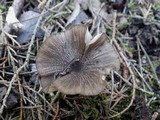 Entoloma sodale image