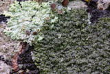 Hyperphyscia syncolla image