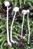 Marasmius epiphylloides image