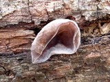 Auricularia fuscosuccinea image