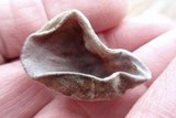 Auricularia fuscosuccinea image