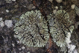 Hyperphyscia syncolla image