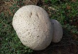 Calvatia bovista image