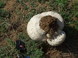 Calvatia bovista image