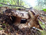 Russula dissimulans image