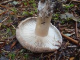 Russula dissimulans image