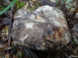 Russula dissimulans image