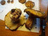 Russula dissimulans image