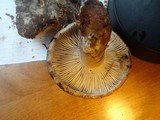 Russula dissimulans image