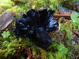 Russula dissimulans image