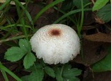 Lepiota cristata image