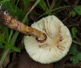 Lepiota cristata image