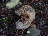 Russula dissimulans image