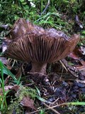 Russula dissimulans image
