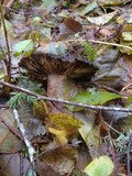 Russula dissimulans image