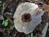 Russula dissimulans image