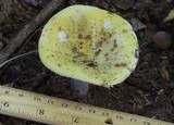Russula claroflava image