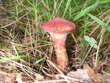 Suillus spraguei image