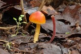 Hygrocybe miniata image