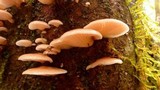 Pleurotopsis longinqua image