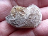 Auricularia fuscosuccinea image