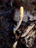 Ophiocordyceps melolonthae image