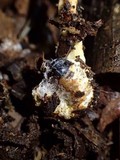 Ophiocordyceps melolonthae image