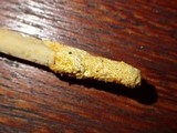 Ophiocordyceps melolonthae image