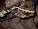 Ophiocordyceps melolonthae image