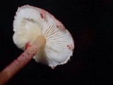 Lepiota erythrosticta image