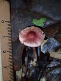 Lepiota erythrosticta image