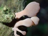 Dacryopinax elegans image