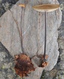 Mycetinis alliaceus image