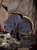 Hymenochaete damicornis image