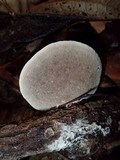 Hexagonia variegata image