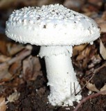 Amanita magniverrucata image